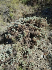 Astragalus denudatus
