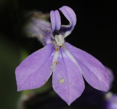 Lobelia reverchonii