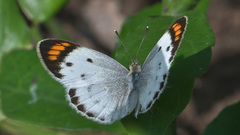 Colotis etrida