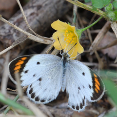 Colotis etrida