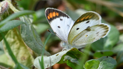 Colotis etrida