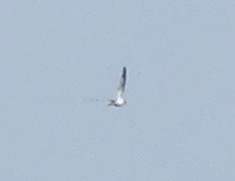 Chordeiles rupestris