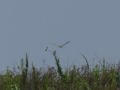 Chordeiles rupestris