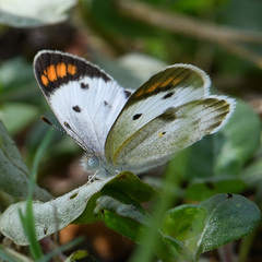 Colotis etrida