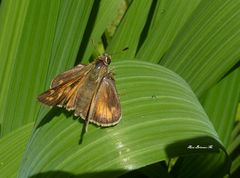 Atalopedes campestris huron