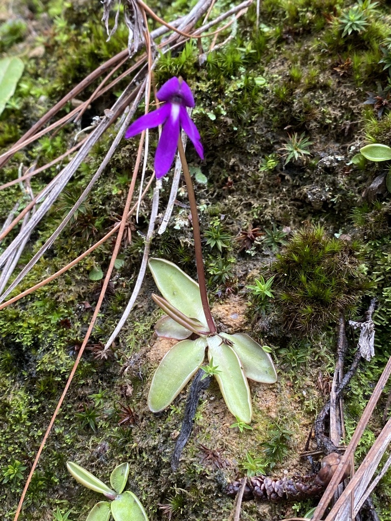 Pinguicula orchidioides, Oaxaca, MX