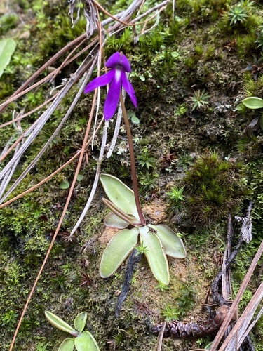 Pinguicula orchidioides