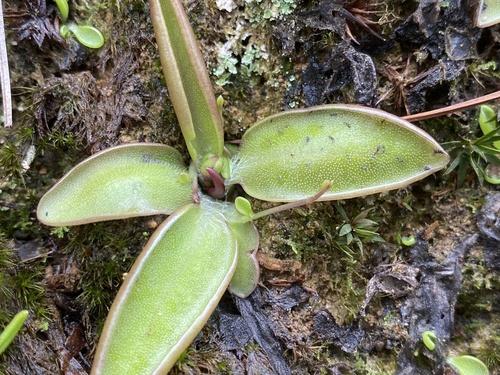 Pinguicula orchidioides