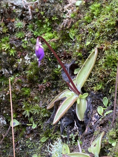 Pinguicula orchidioides