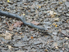 Drymarchon melanurus