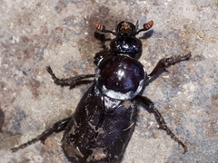 Nicrophorus humator