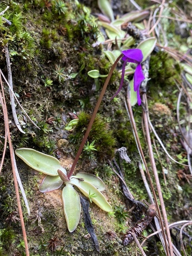 Pinguicula orchidioides