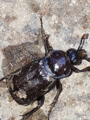 Nicrophorus humator