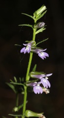 Lobelia reverchonii