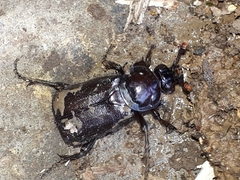 Nicrophorus humator