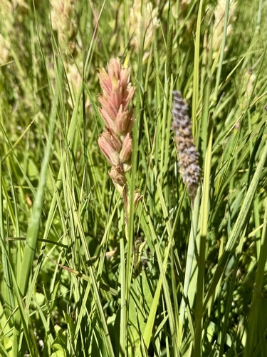 Castilleja gracillima (Castilleja gracillima)