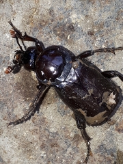 Nicrophorus humator