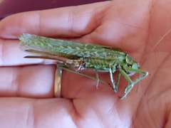 Capnobotes occidentalis