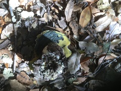 Butyriboletus