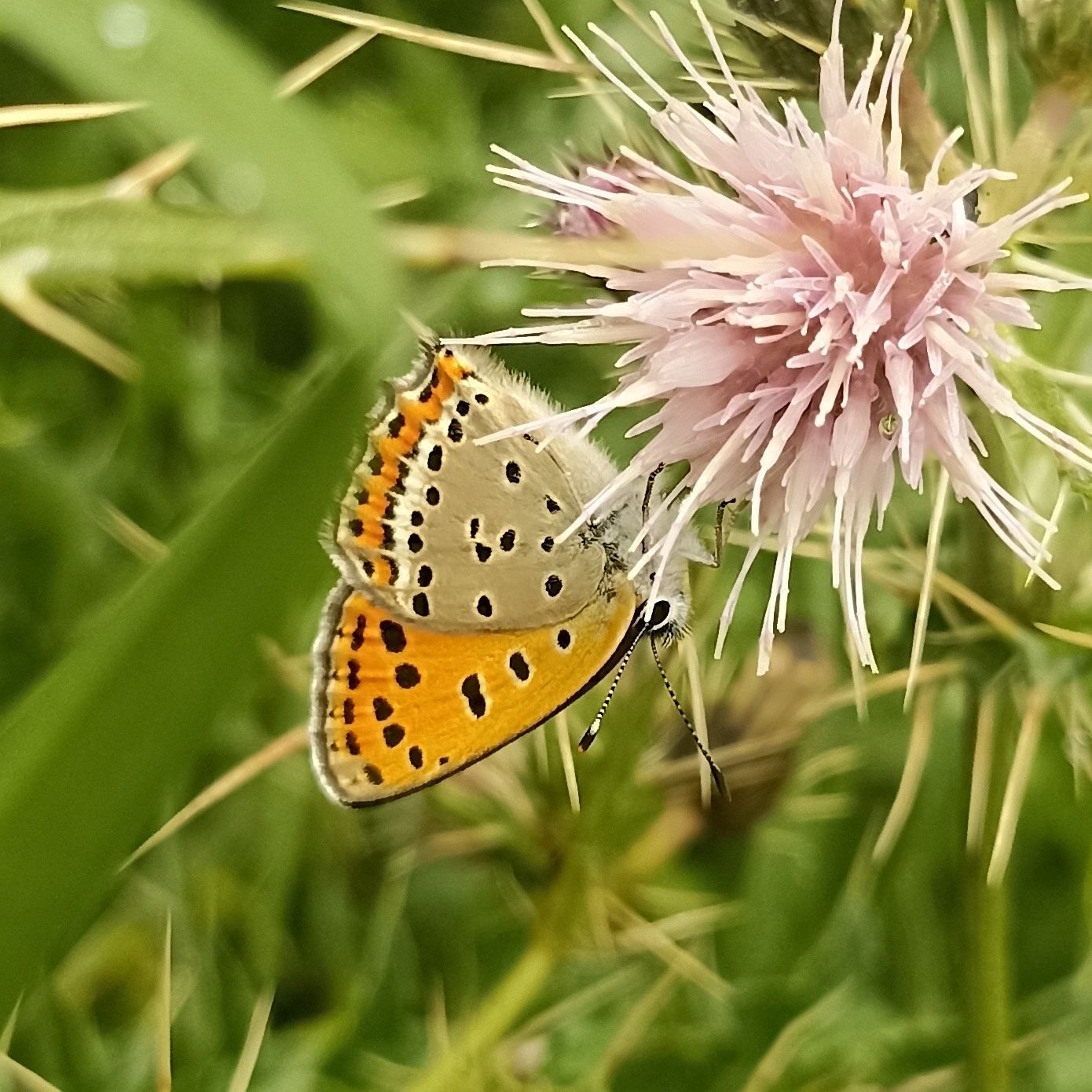 White-Bordered Copper