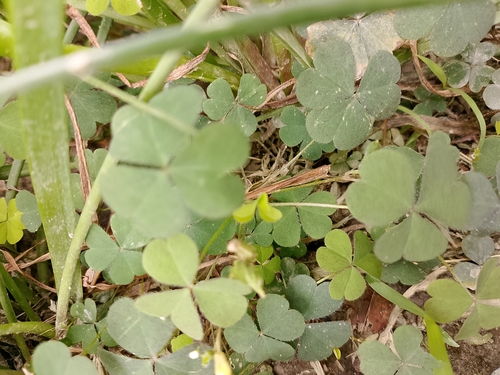 great yellow woodsorrel (Oxalis grandis)