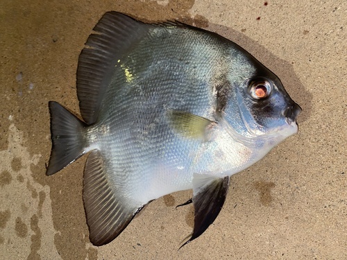 Shortfin batfish (Zabidius novemaculeatus) — Ephippidae — 2