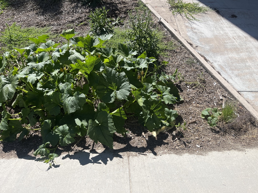 Cucurbita maxima