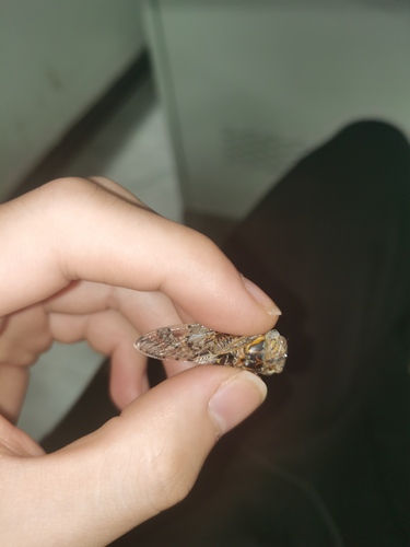 Kaempfer Cicada