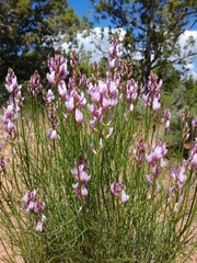 Astragalus toanus