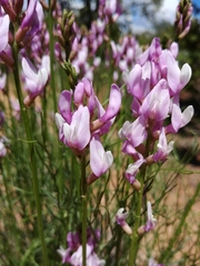 Astragalus toanus