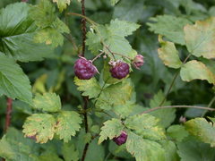 Rubus × neglectus