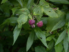 Rubus × neglectus