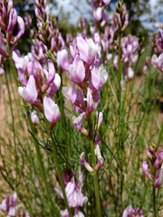 Astragalus toanus