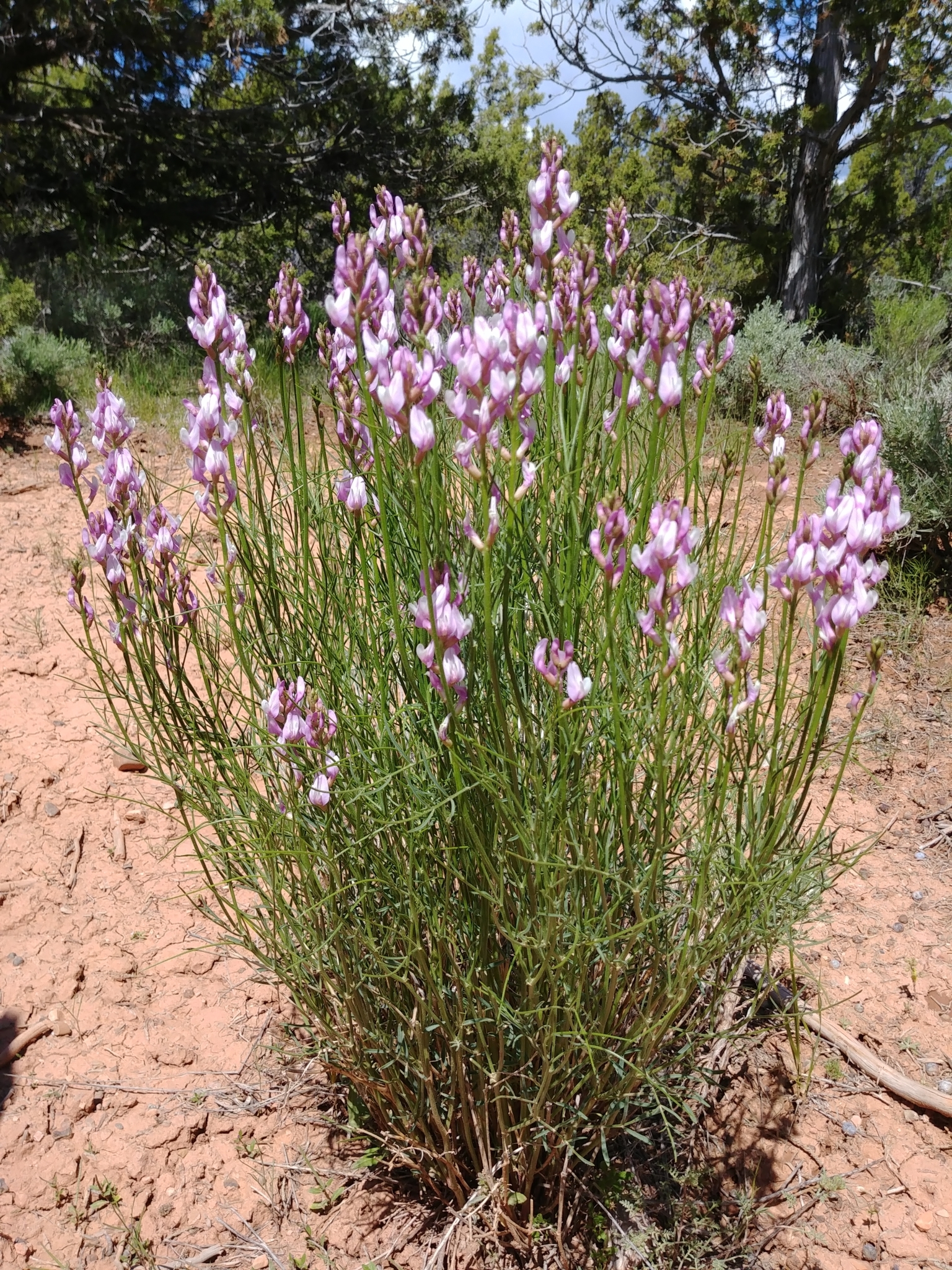 Astragalus toanus