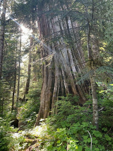 Thuja plicata