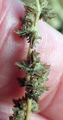 Atriplex rosea