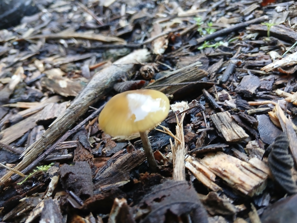 Psilocybe subaeruginosa · June 2025 · photo: © mphnz (iNaturalist, cc0)