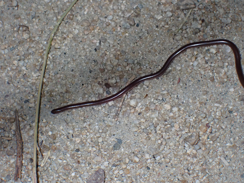 Western Threadsnake