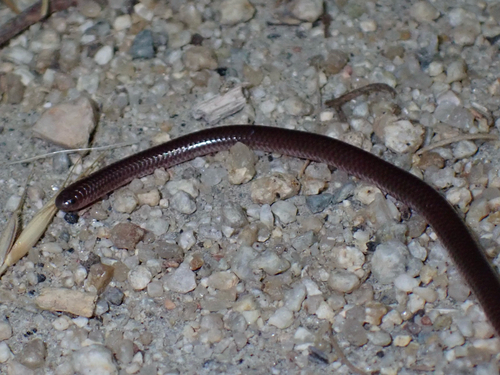 Western Threadsnake