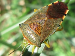 Acanthosoma denticaudum
