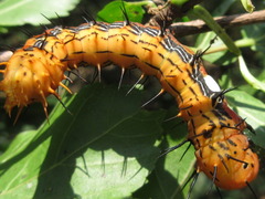 Dudusa sphingiformis