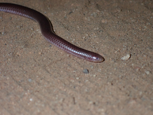Western Threadsnake