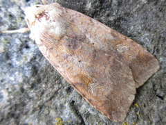 Diarsia canescens