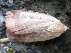 Diarsia canescens