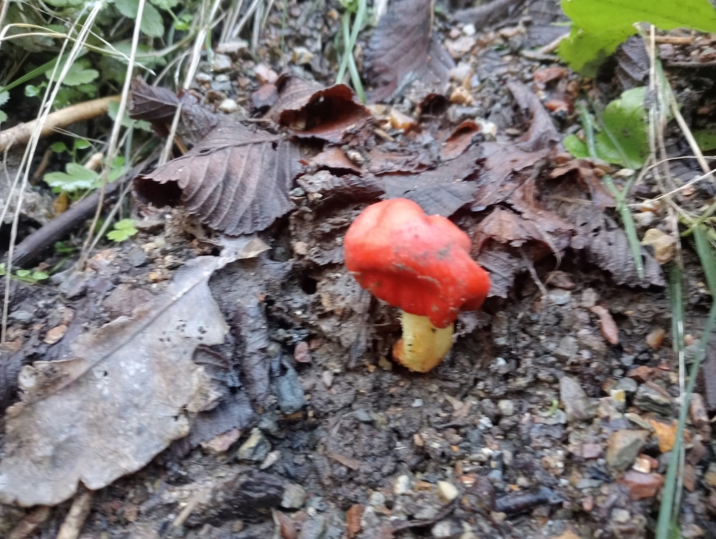 Leratiomyces erythrocephalus · June 2025 · photo: © mil-s (iNaturalist, cc-by)