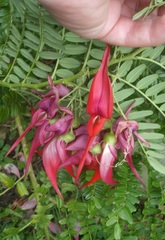 Clianthus