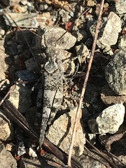 Trimerotropis occidentalis