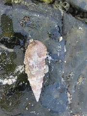Cerithiidae