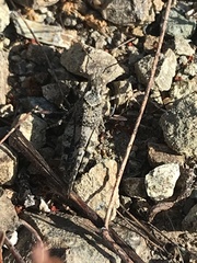 Trimerotropis occidentalis