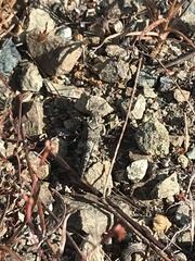 Trimerotropis occidentalis